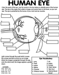 Human Eye