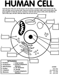 Human Cell