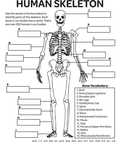 Human Skeleton