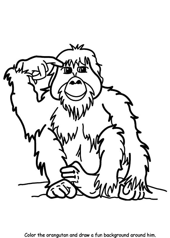 Orangutan