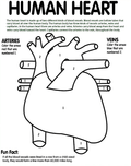 Human Heart