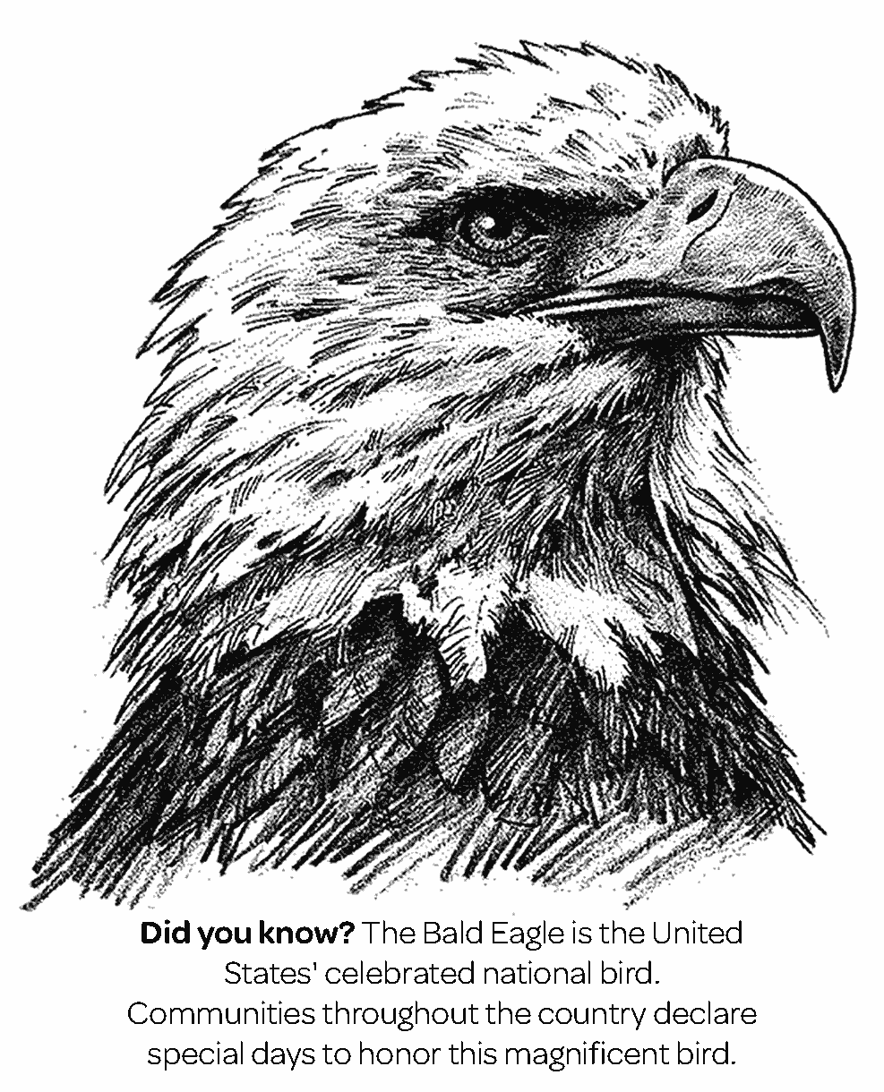 Bald Eagle