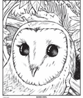 Barn Owl