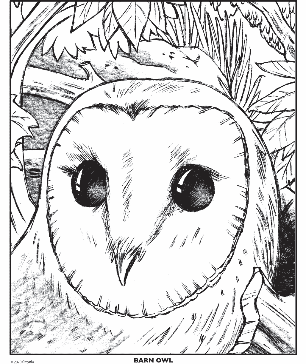 Barn Owl