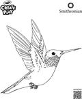 Create and Play Smithsonian Ruby Throated Hummingbird
