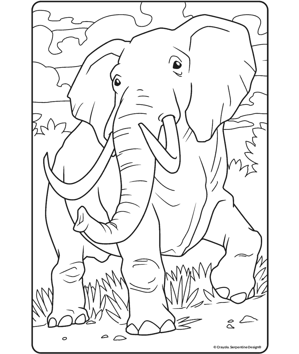 African Elephant