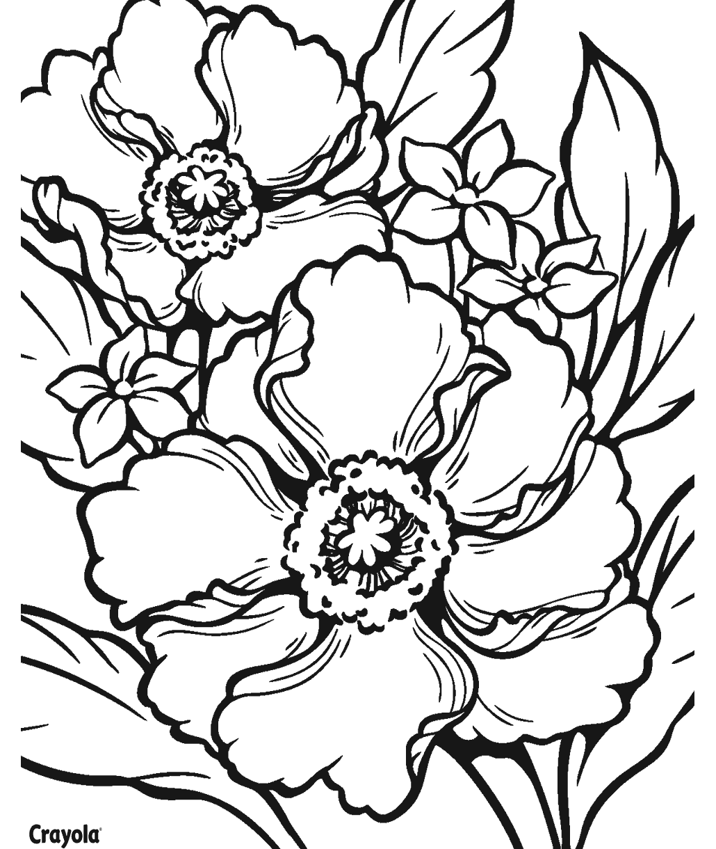 Poppy Flower Boho Vibes