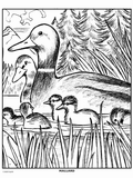 Mallard Duck