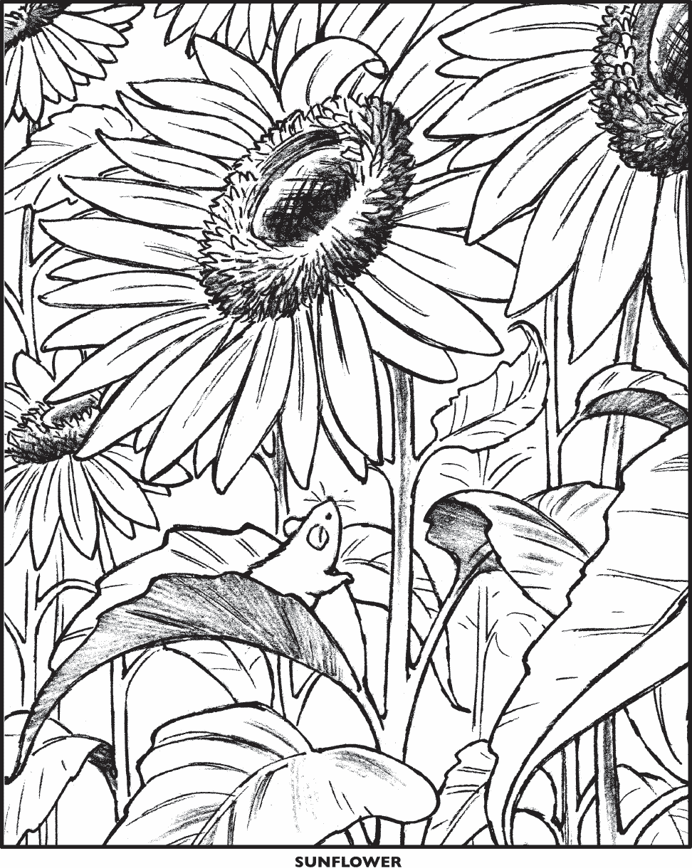 Sunflower
