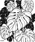 Monstera Plant