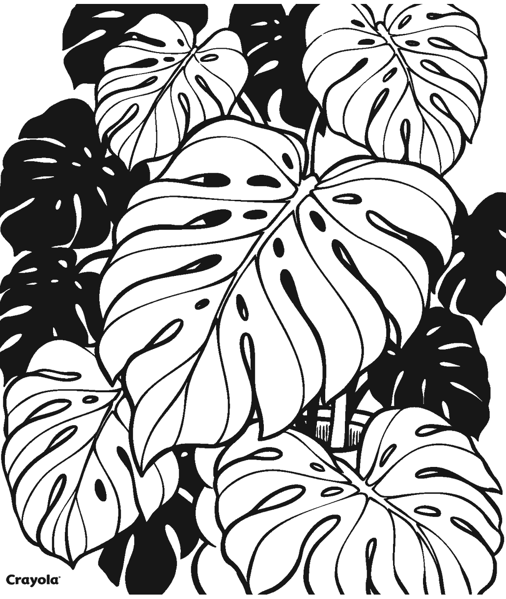Monstera Plant