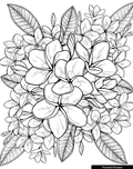 Plumeria Flowers