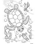 Sea Turtles