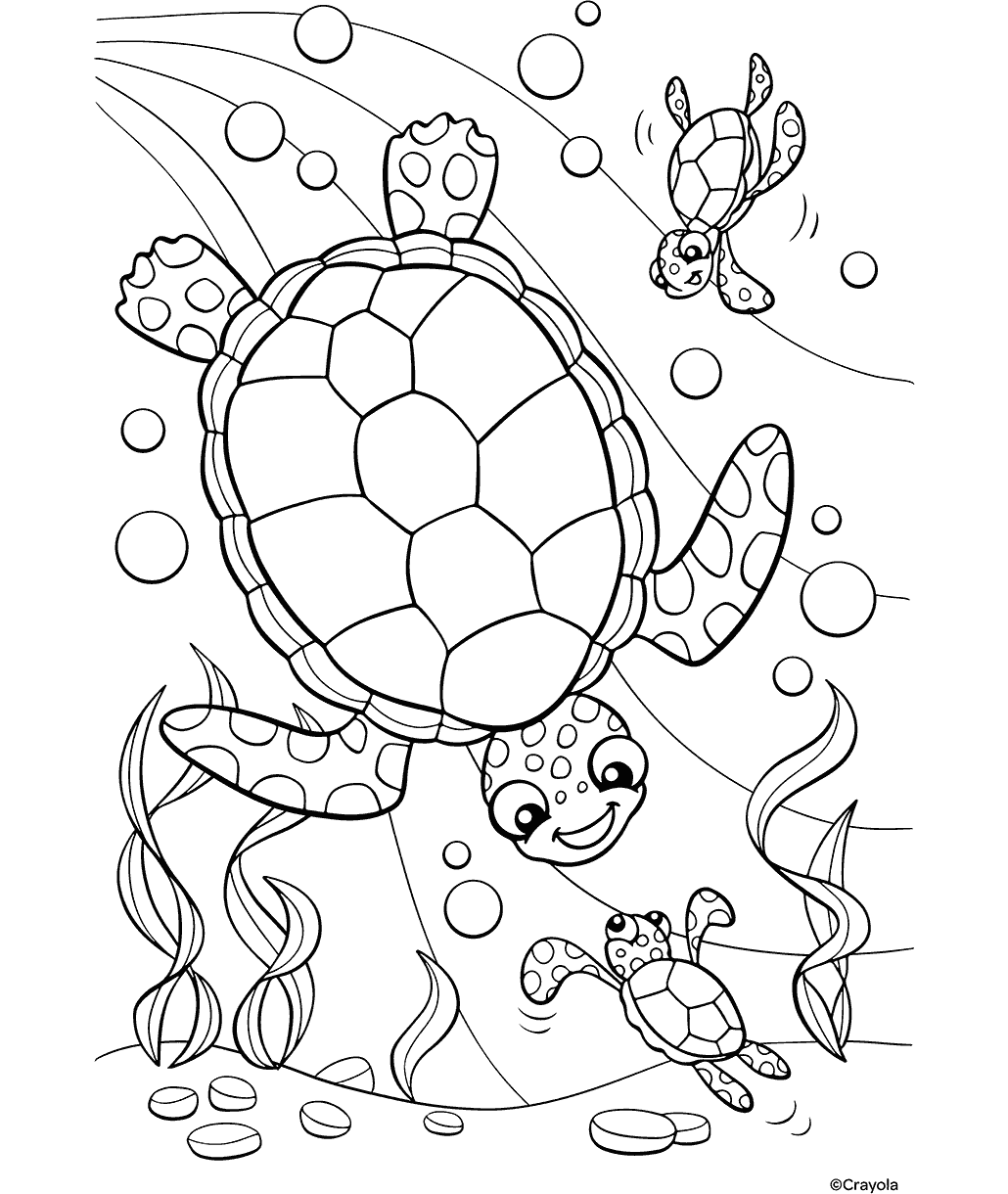 Sea Turtles
