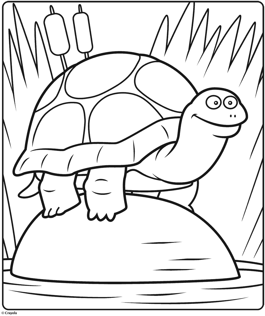 Happy Pond Turtle